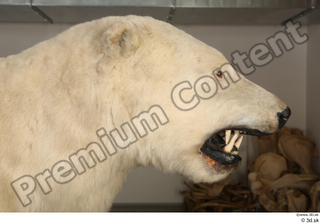 Polar bear head 0001.jpg